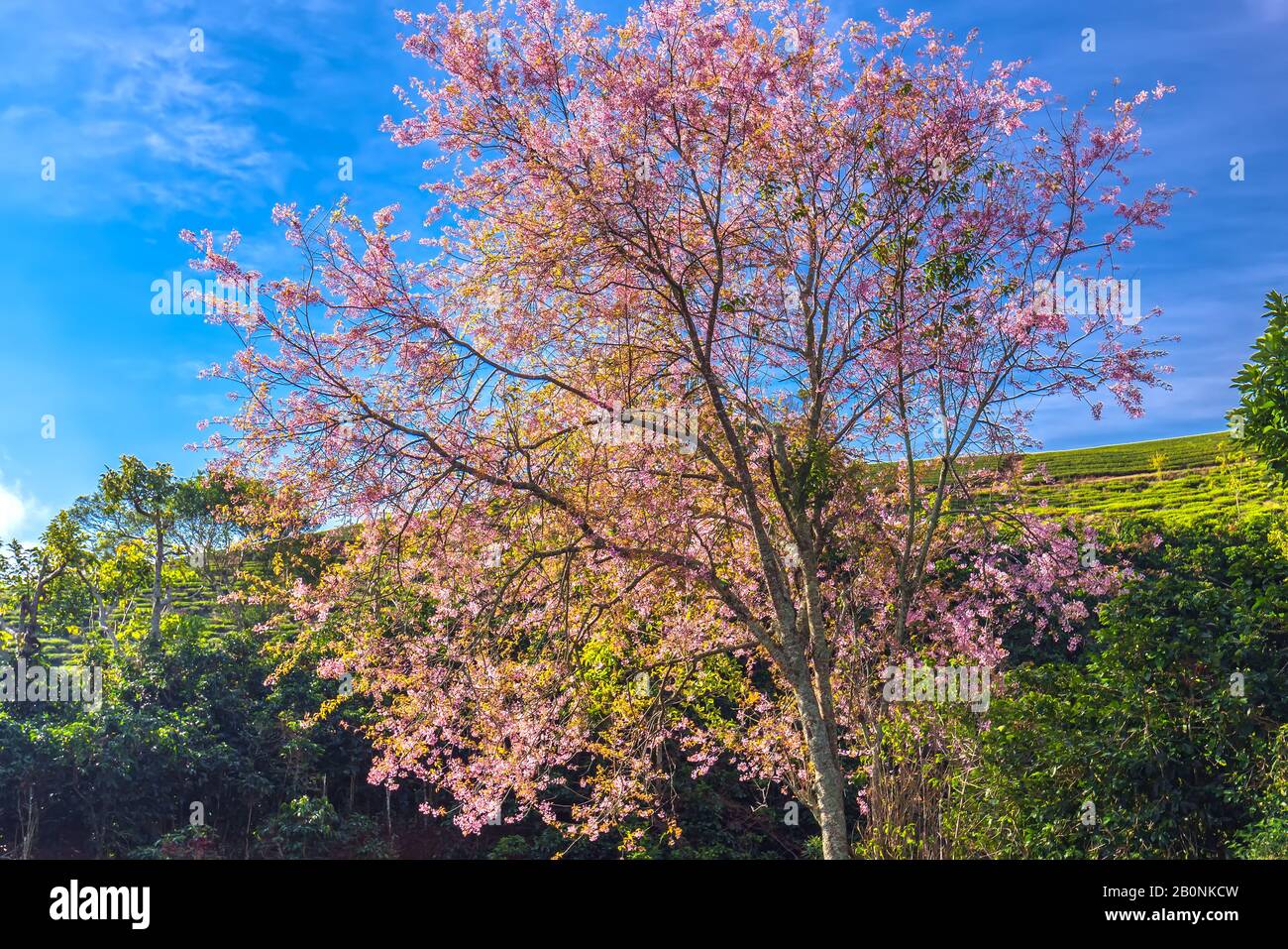 Ciliegi albicocche fioriscono sulle colline del caffè nelle Highlands del Vietnam Foto Stock