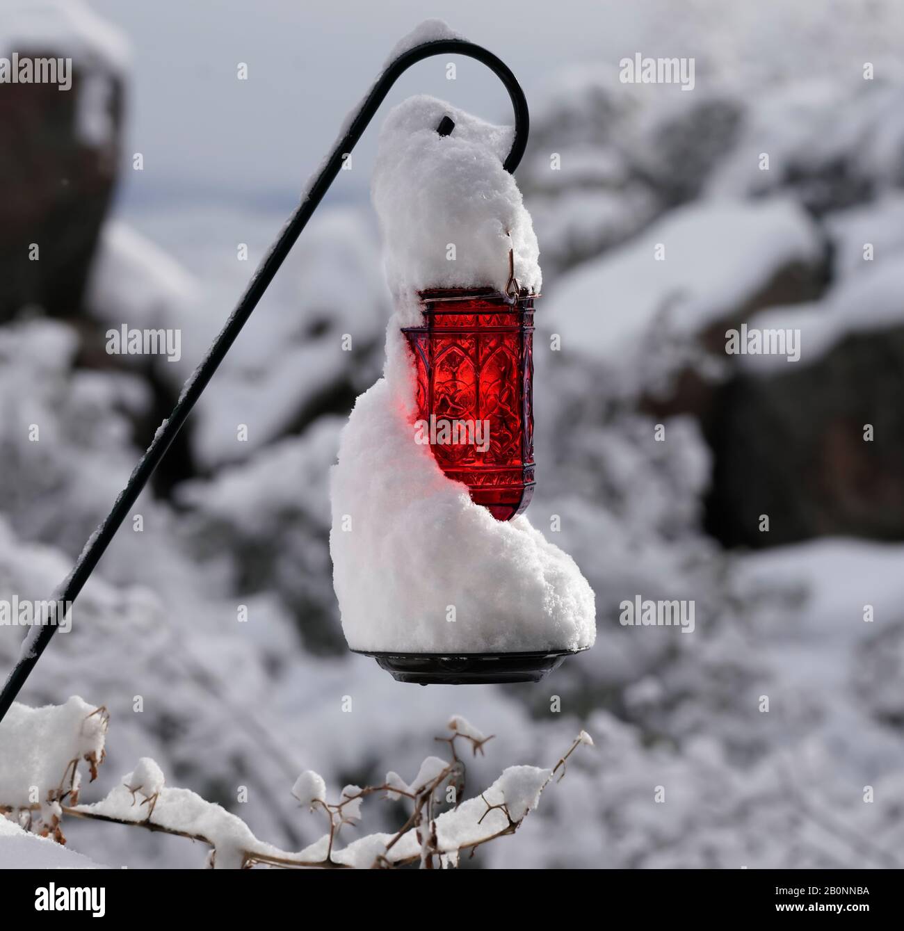 Un bel colibrì rosso alimentatore è coperto di neve con la luce del sole che splende attraverso di esso. Foto Stock