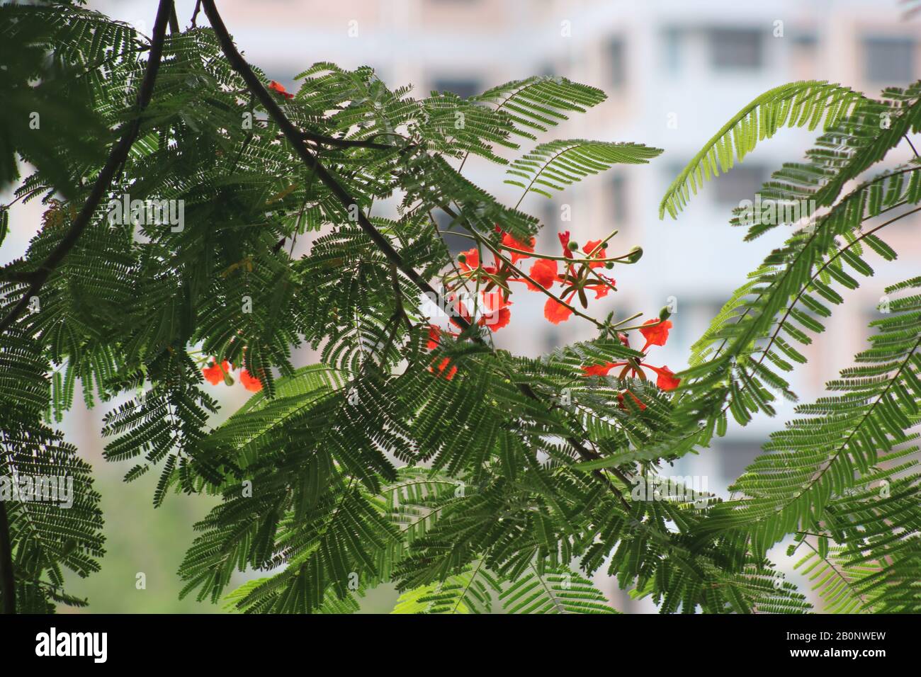 fiori rossi Foto Stock
