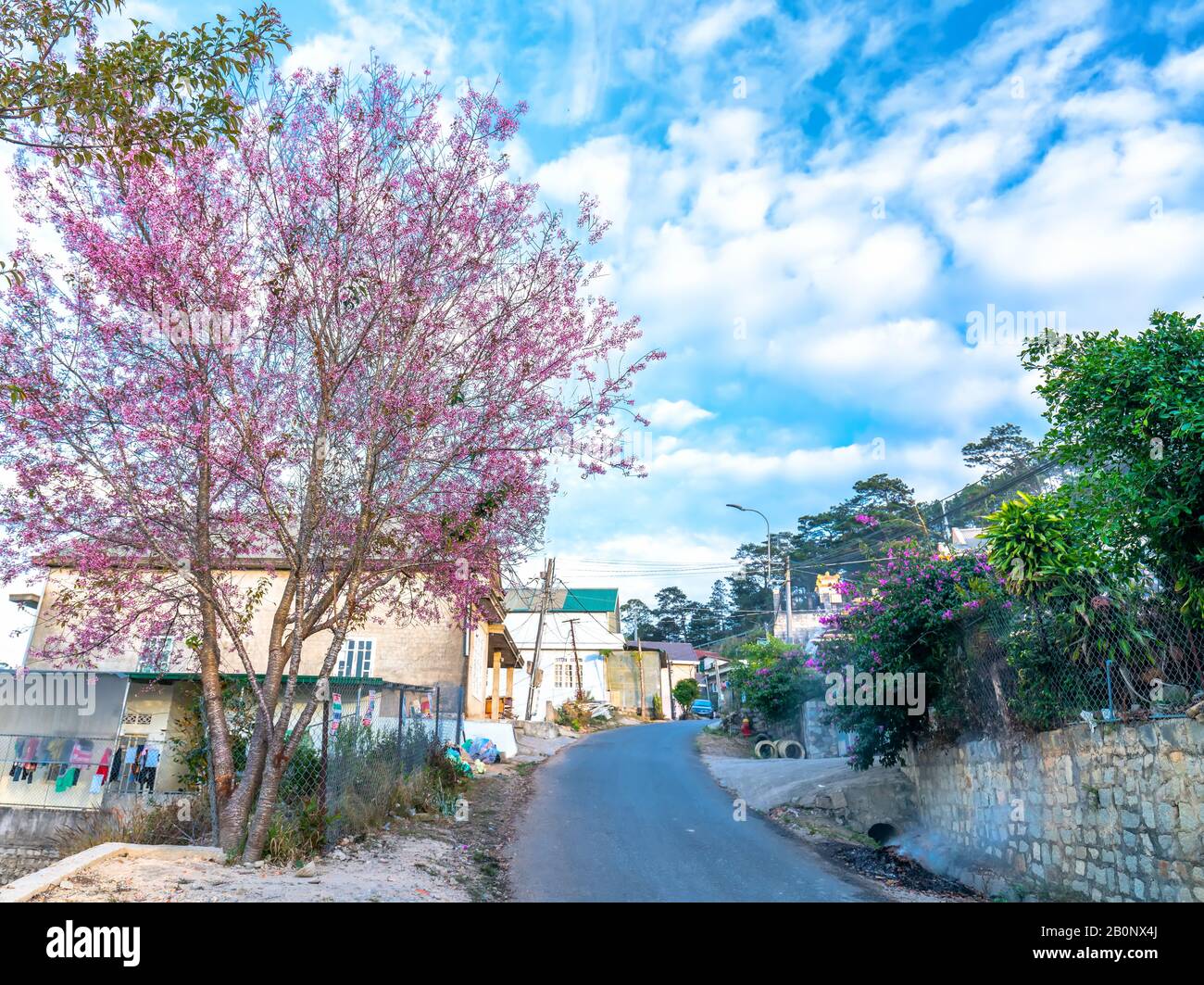 Paesaggio alberi di ciliegio in fiore in un vivace sole del mattino, tutti creano un senso di giocosità e carattere highlands quando la primavera arriva in da Lat, Foto Stock