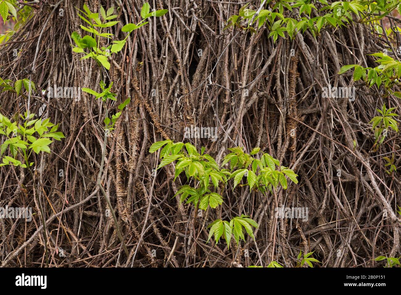 Arrampicata Vitis - Viti con foglie verdi emergenti in primavera. Foto Stock