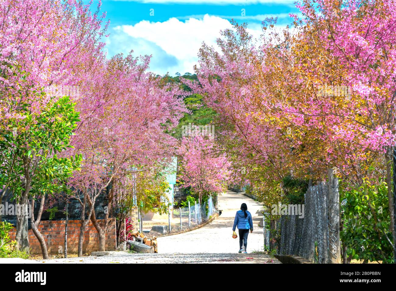Paesaggio di campagna con file di fiori di ciliegio fiorisce lungo la strada e silhouette di persone che camminano lungo la strada tranquilla vicino a da Lat, Vietnam Foto Stock Paesaggio di campagna con file di fiori di ciliegio fiorisce lungo la strada e silhouette di persone che camminano lungo la strada tranquilla vicino a da Lat, Vietnam Foto Stock