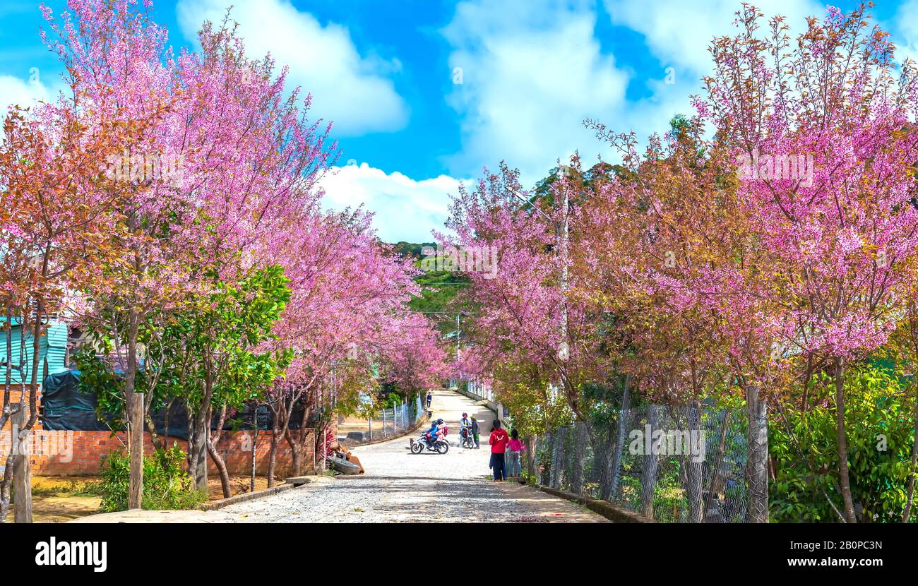 Paesaggio di campagna con file di fiori di ciliegio fiorisce lungo la strada e silhouette di persone che camminano lungo la strada tranquilla vicino a da Lat, Vietnam Foto Stock Paesaggio di campagna con file di fiori di ciliegio fiorisce lungo la strada e silhouette di persone che camminano lungo la strada tranquilla vicino a da Lat, Vietnam Foto Stock