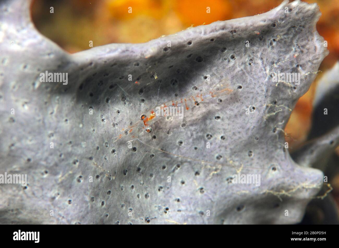 Gamberi più puliti, Periclimenes sp., su una spugna, Parco Nazionale di Komodo, Indonesia Foto Stock