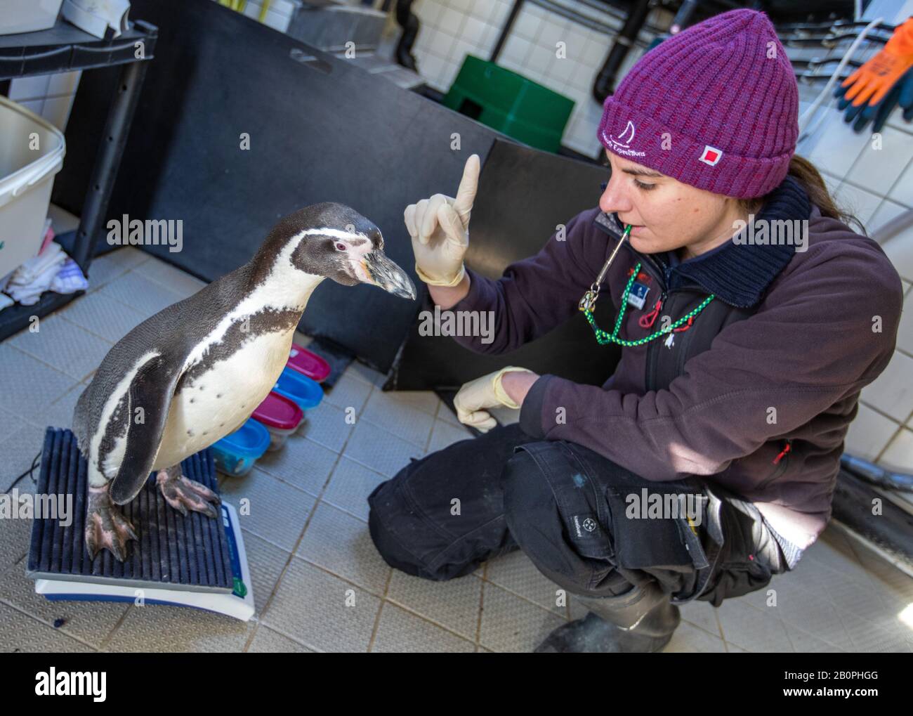 Stralsund, Germania. 05th Feb, 2020. Il biologo Helen Rößler prepara un pinguino Humboldt con la pesatura per un test uditivo scientifico. I biologi studiano la capacità di ascolto dei uccelli marini e in quali intervalli di frequenza e livelli di volume. Fino ad ora, poco è conosciuto circa l'udienza dei pinguini. Separato dal recinto dei pinguini, un totale di quattro animali sono stati attirati giornalmente al test uditivo per diversi mesi. Il progetto di ricerca tedesco-danese indagherà sulla capacità uditiva dei pinguini. (A dpa 'Penguins Train for Science: Fit for Hearing Tests') credito: JE/dpa/Alamy Live News Foto Stock