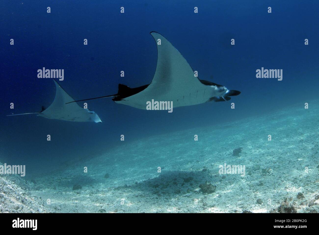 Due mante Rays, Manta birostris, Parco Nazionale di Komodo, Indonesia Foto Stock