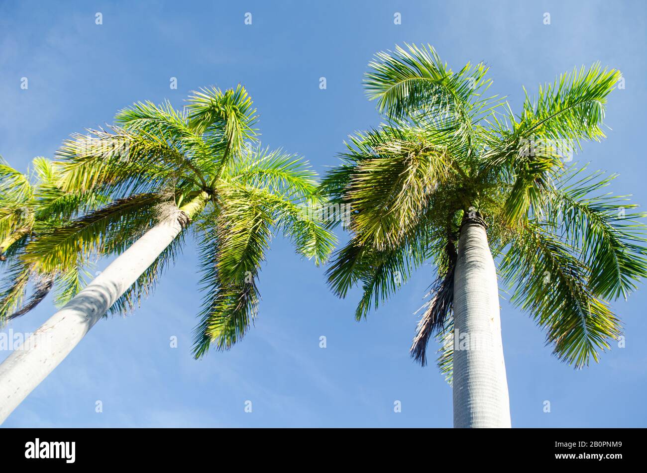 Palme cubane e cielo blu Foto Stock
