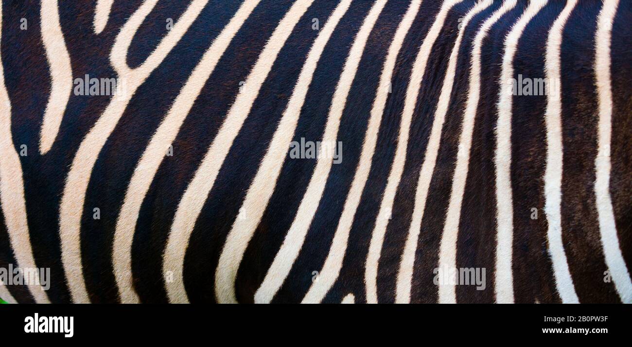 Sfondo Zebra, strisce bianche e nere. Foto della pelle di una vera pelle di zebra Foto Stock