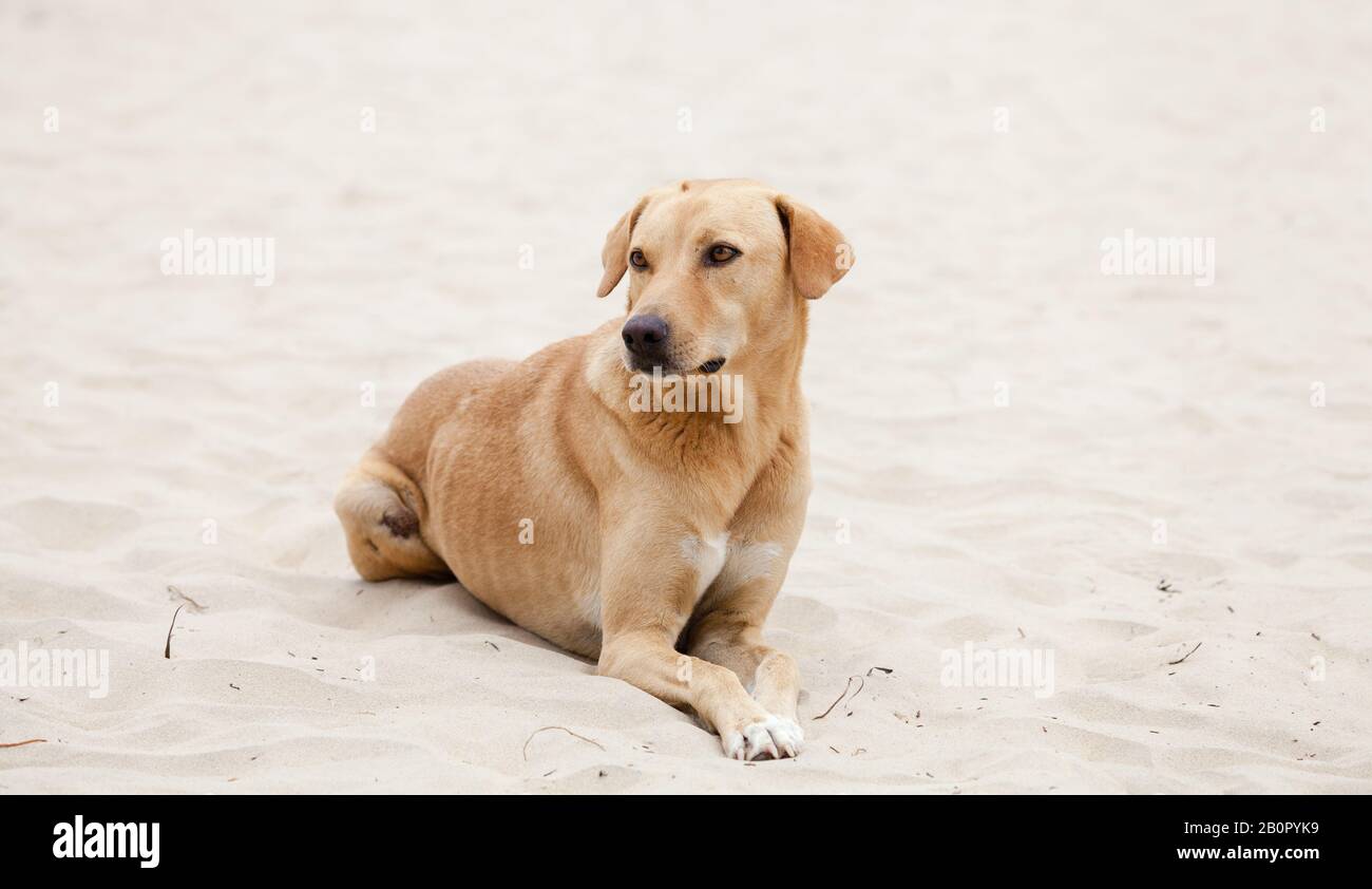 Gambia cane da spiaggia Foto Stock