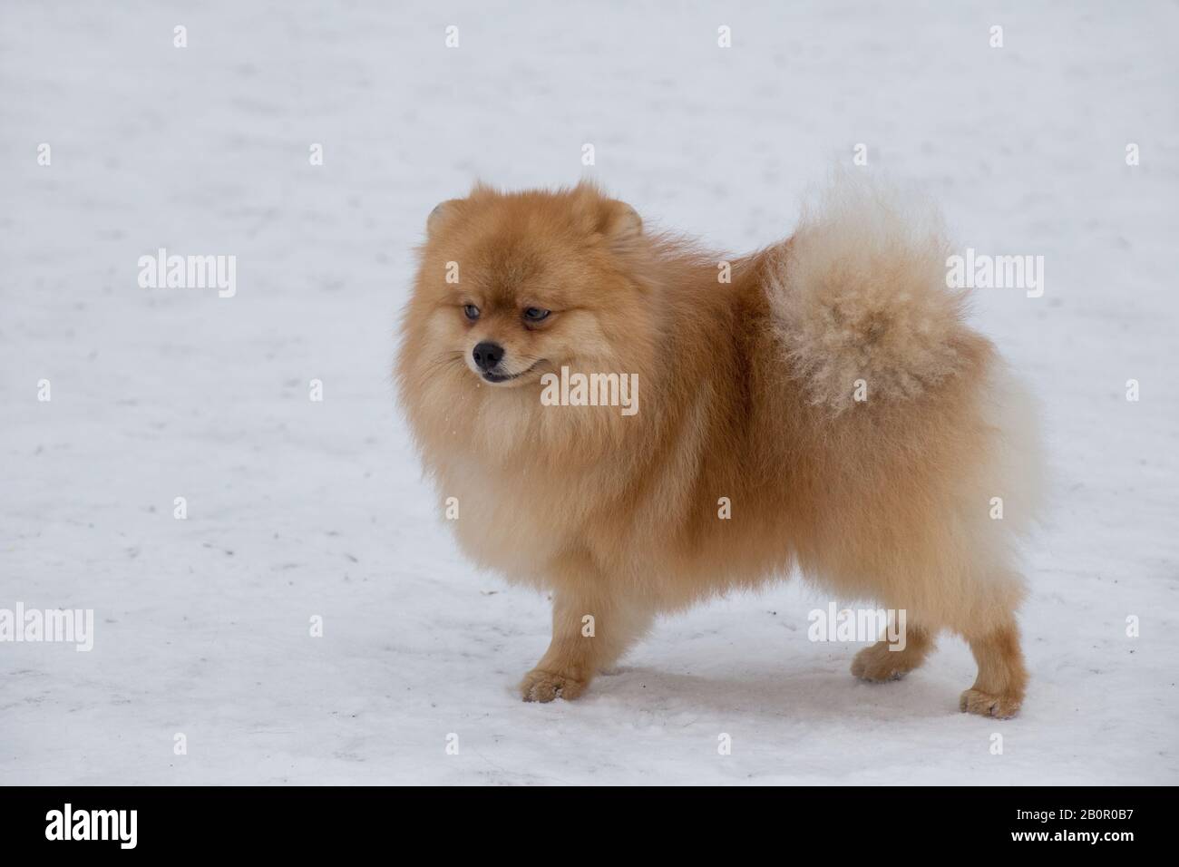 Il cucciolo di spitz, rosso e da non perdere, si erge su una neve bianca nel parco invernale. Deutscher spitz o zwergspitz. Animali domestici. Foto Stock