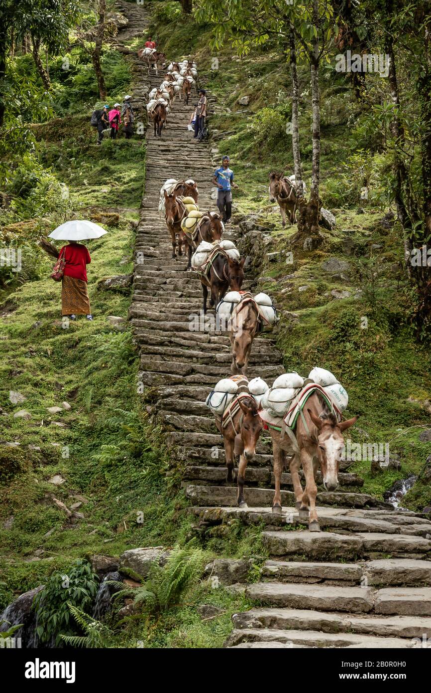 Muli sulla strada per la cima di Annapurna, nepal Foto Stock