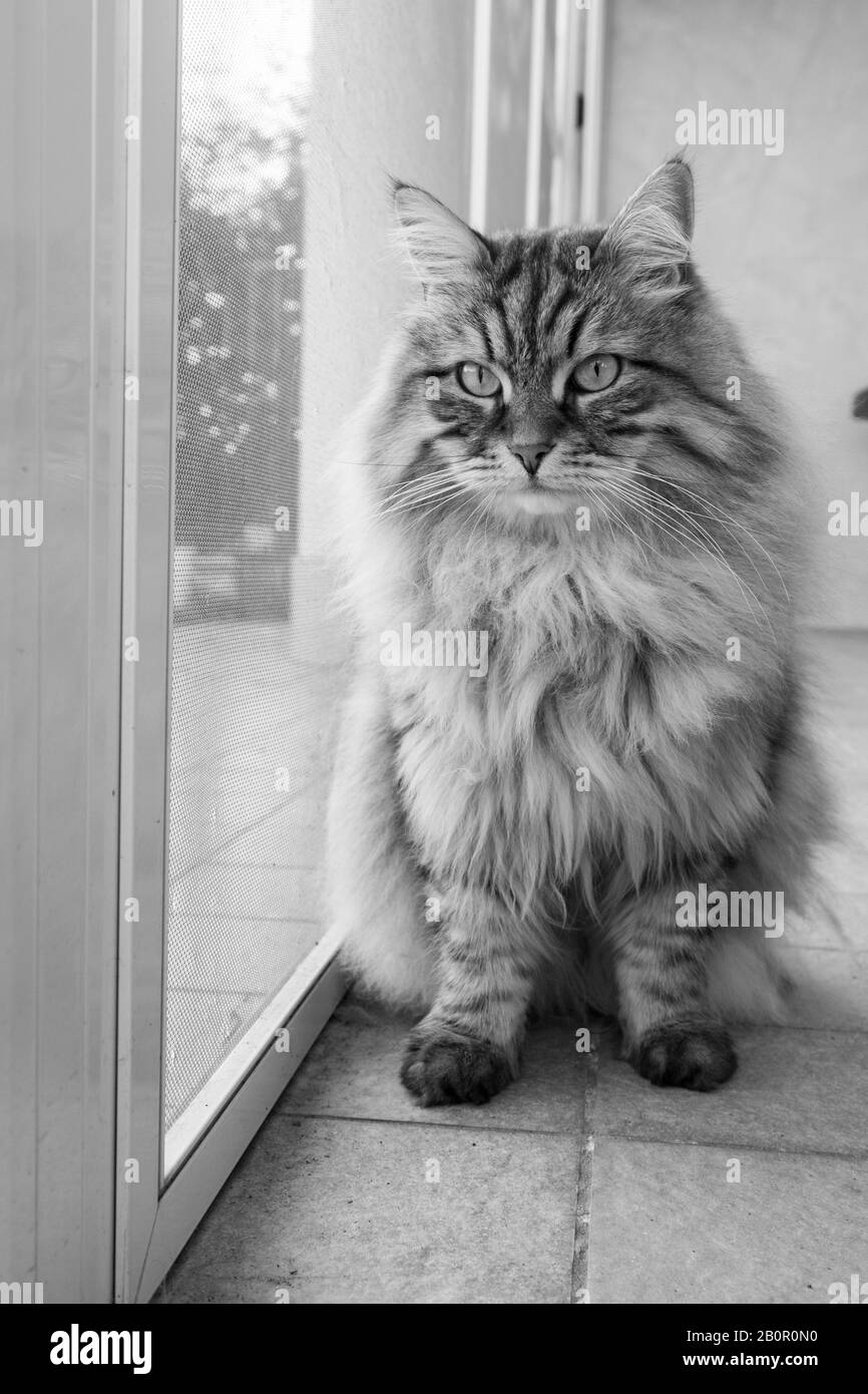 Gatto dai capelli lunghi in relax all'aperto. Animale domestico ipoallergenico, rosso di razza siberiana Foto Stock