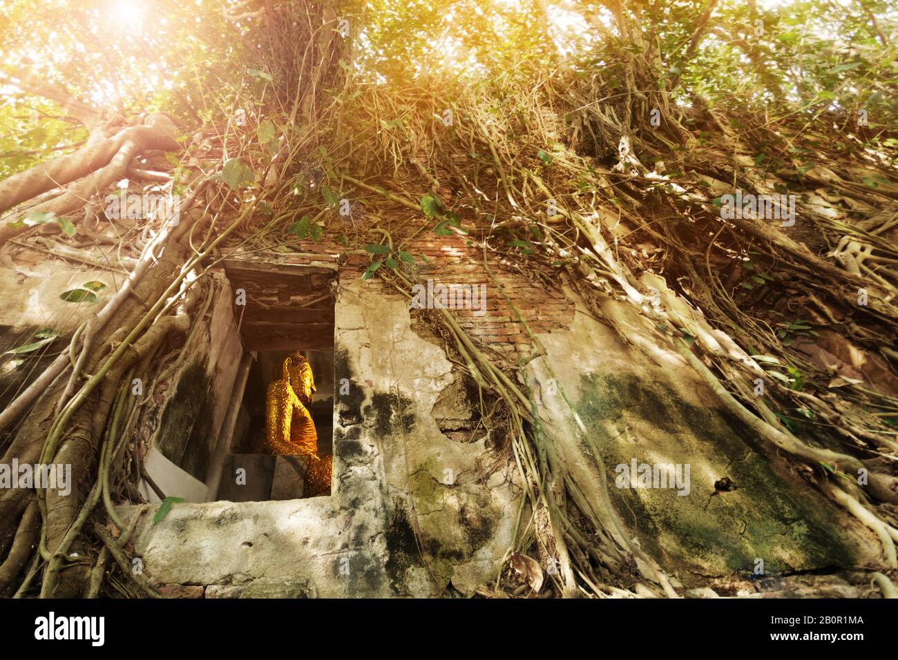 Statua del buddha d'oro situata nel vecchio tempio sotto la radice dell'albero di Bodhi. Bang kung tempio, invisibile Thailandia vicino Amphawa mercato galleggiante Foto Stock