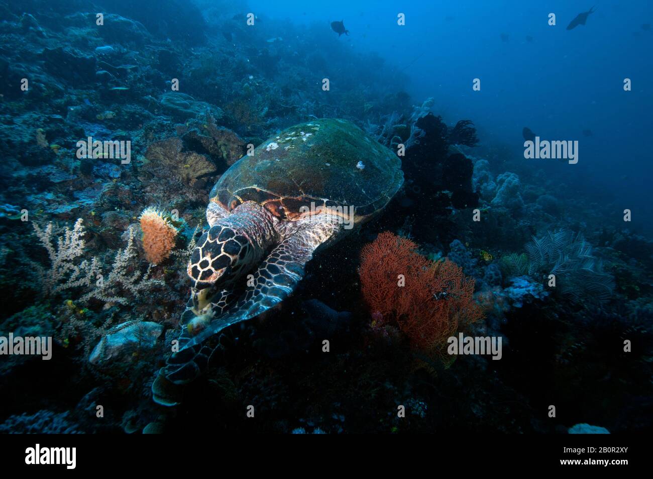 Tartaruga marina di Hawksbill, Eretmochelys imbricata, alimentazione sul substrato della barriera corallina, Parco Nazionale di Komodo, Indonesia Foto Stock