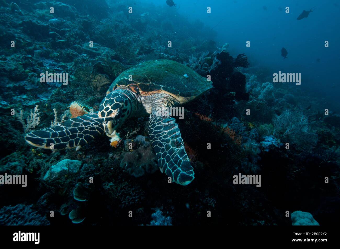 Tartaruga marina di Hawksbill, Eretmochelys imbricata, alimentazione sul substrato della barriera corallina, Parco Nazionale di Komodo, Indonesia Foto Stock