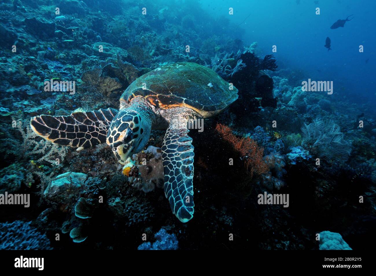 Tartaruga marina di Hawksbill, Eretmochelys imbricata, alimentazione sul substrato della barriera corallina, Parco Nazionale di Komodo, Indonesia Foto Stock