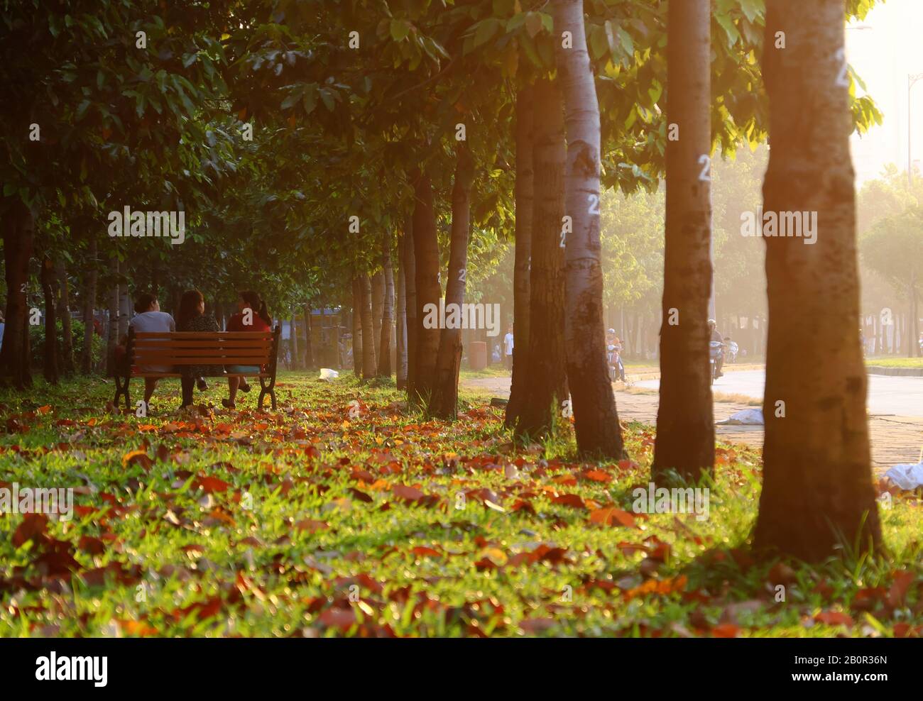 HO chi MINH CITY, VIET NAM, splendida scena al mattino presto nel parco, fila di alberi, foglie sul campo d'erba, tre donne seduti su panchina e parlare insieme Foto Stock