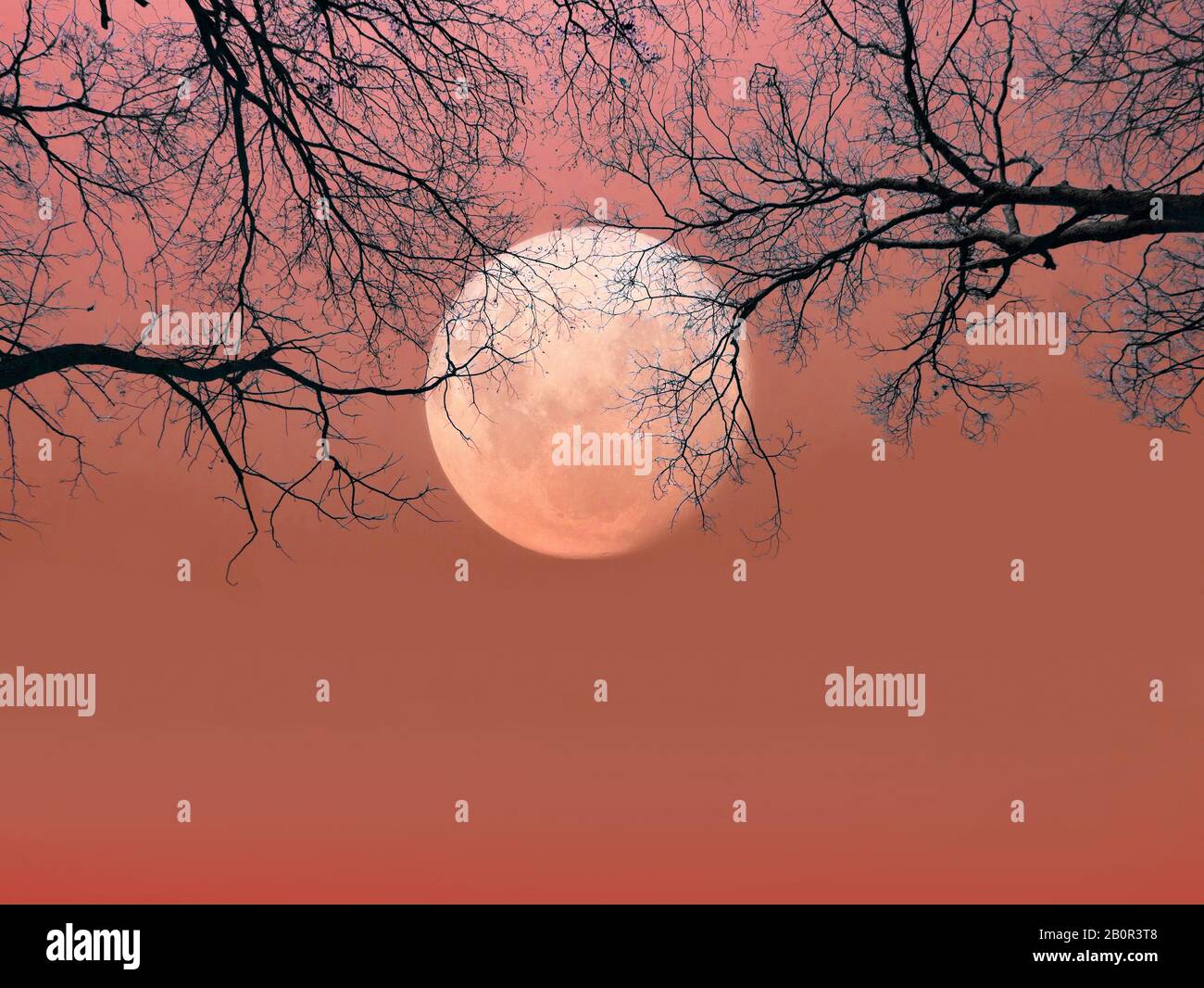 Sfondo di Halloween. Foresta Spooky con silhouette alberi morti e luna piena sul cielo rosso. Sfondo scena spaventoso con spazio copia per halloween backgroun Foto Stock