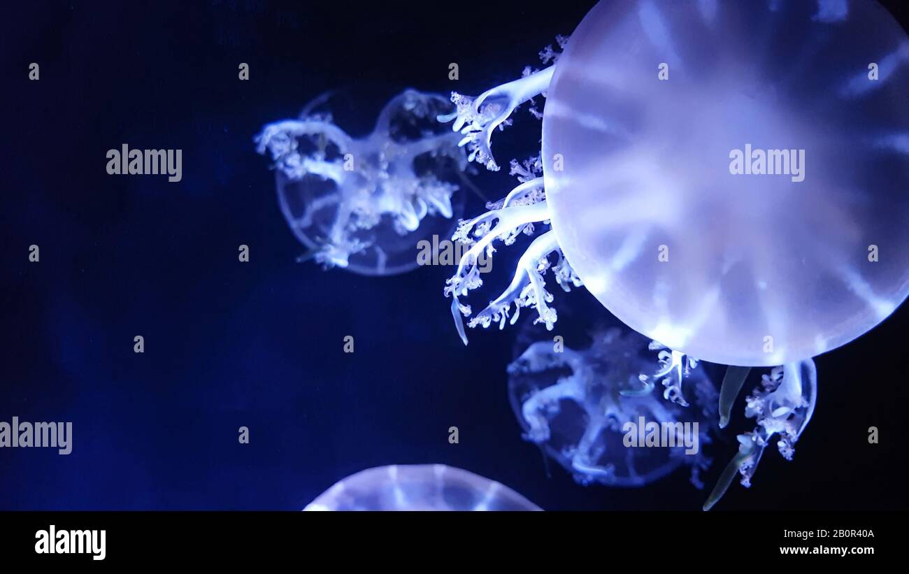 Gruppo di medusa fluorescenti nuotare in piscina Aquarium. Medusa trasparente medusa sott'acqua con incandescente muoversi in acqua. Acquatico e. Foto Stock