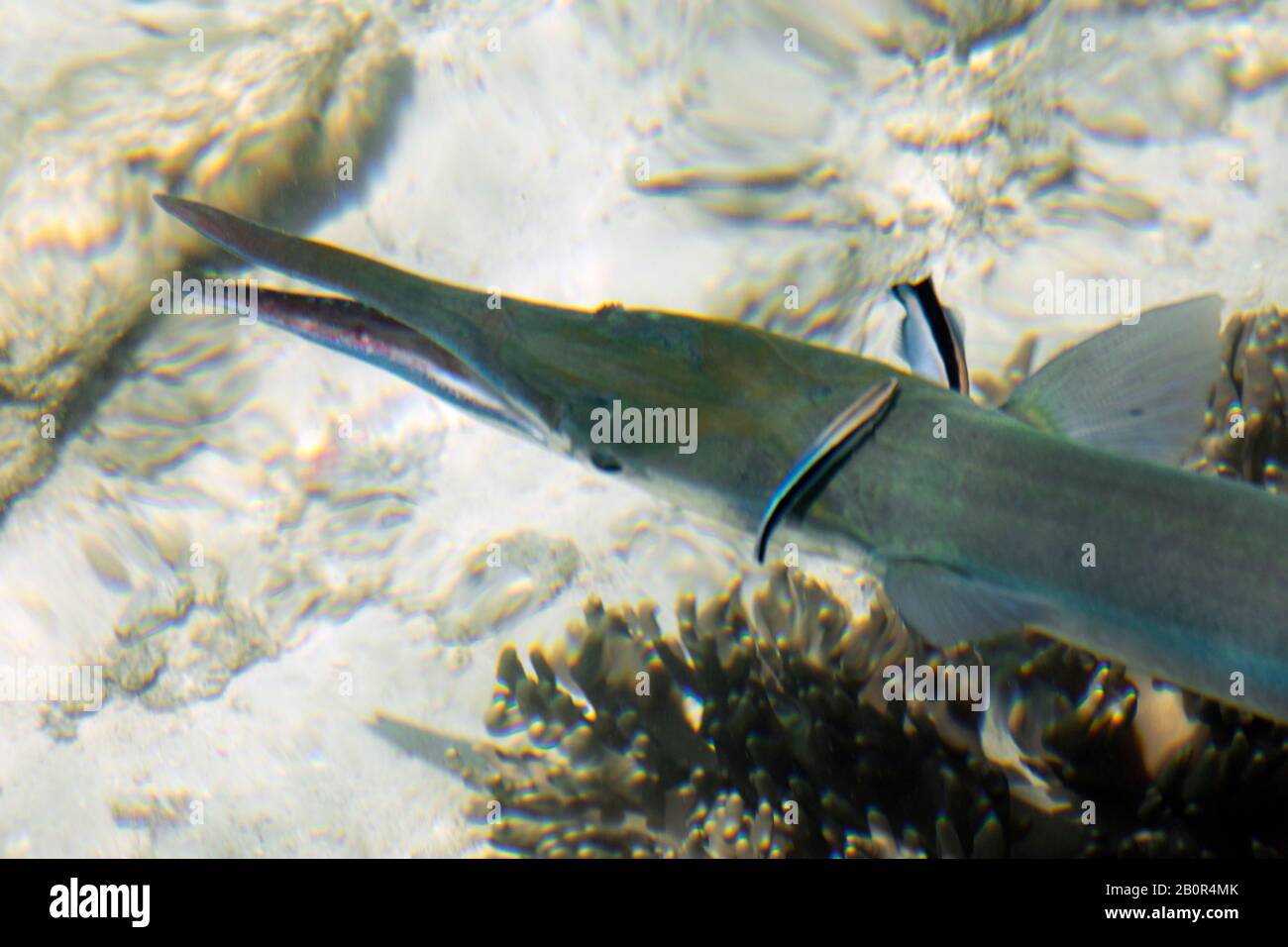 Bluespotted Cornetfish, Fistularia comersonii, essendo pulito da bluestreak strizzoni più puliti, Labroides dimidiatus, Kapalai, Malesia Foto Stock