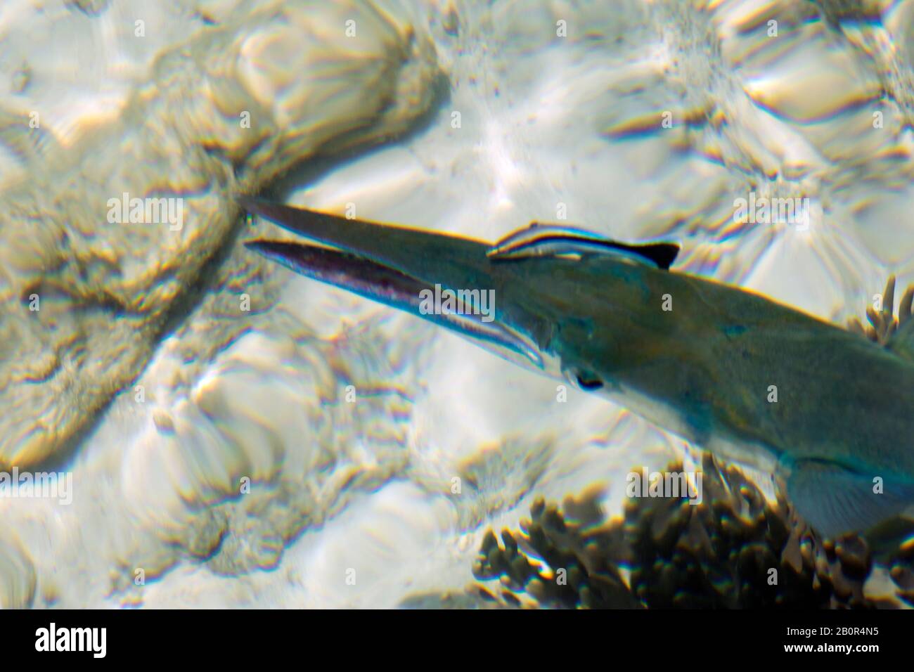 Bluespotted Cornetfish, Fistularia comersonii, essendo pulito da bluestreak strizzoni più puliti, Labroides dimidiatus, Kapalai, Malesia Foto Stock