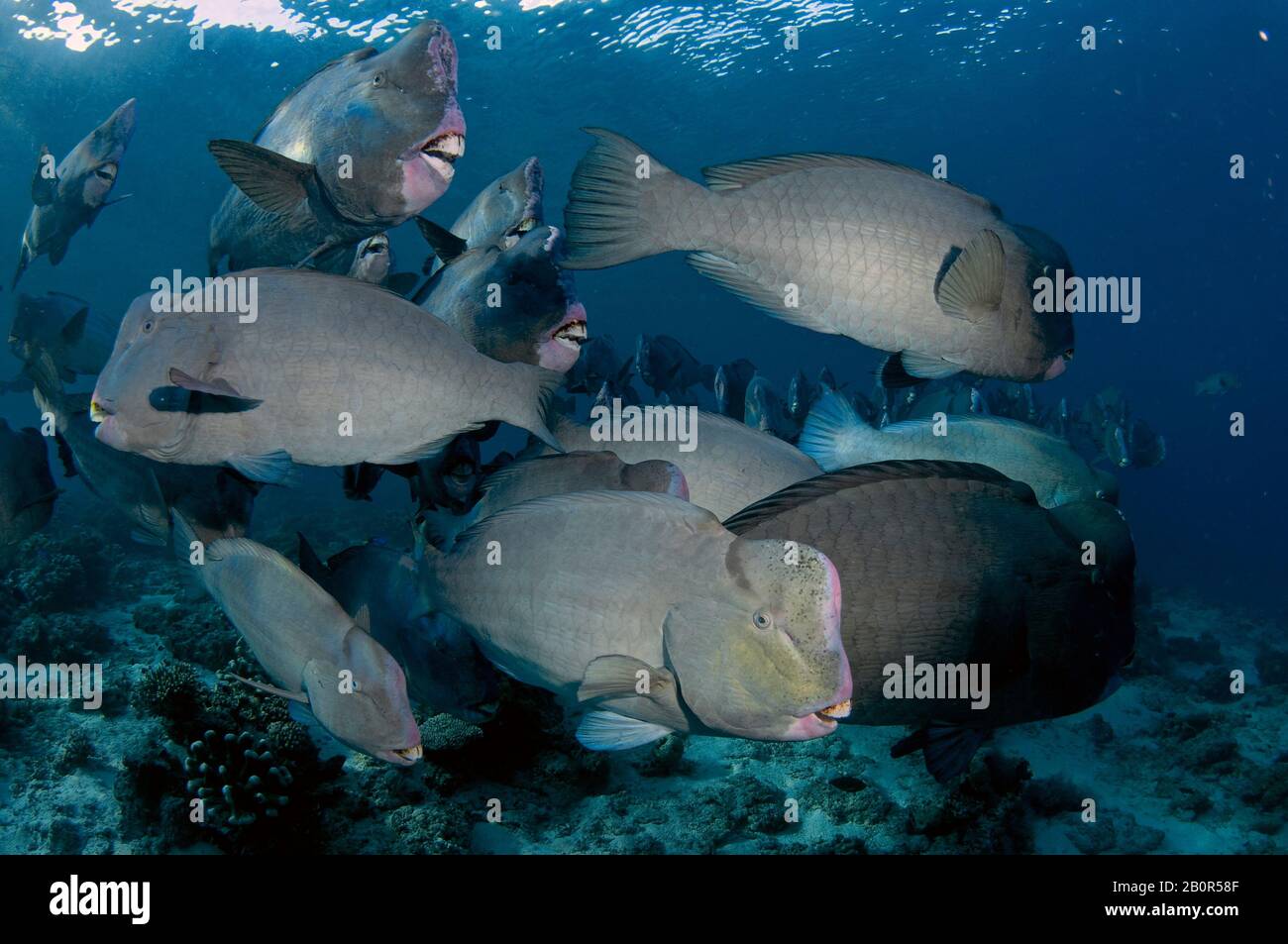 Aggregazione di parrotfish Bumphead, moricatum di Bolbometopon, nuota in una barriera corallina nell'isola di Sipadan, Malesia Foto Stock