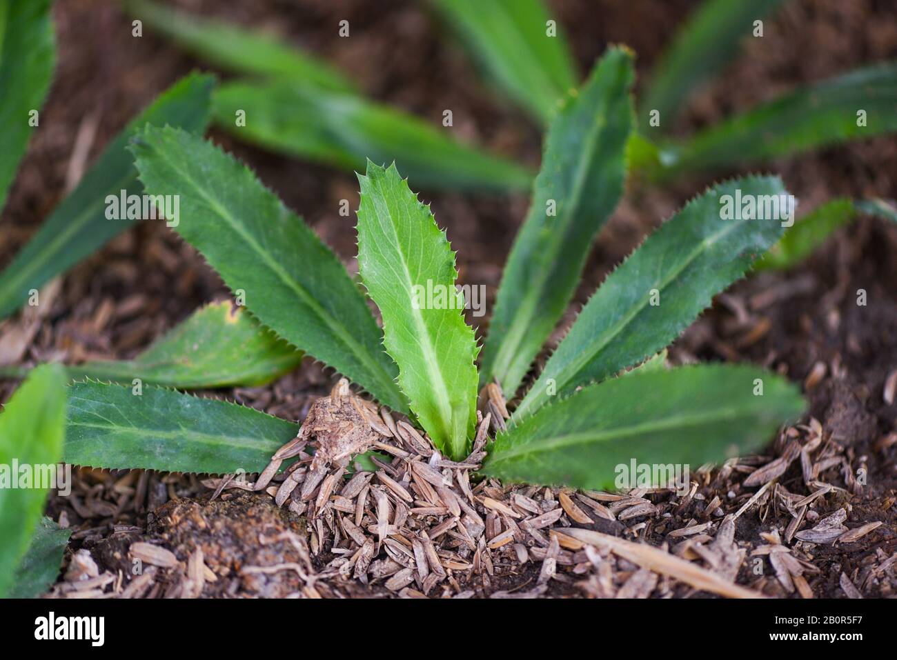 Piantando giovani culantro sul suolo / plantation culantro vegetale Piante di foglie di agricoltura , il coriandolo a dente di sega Foto Stock