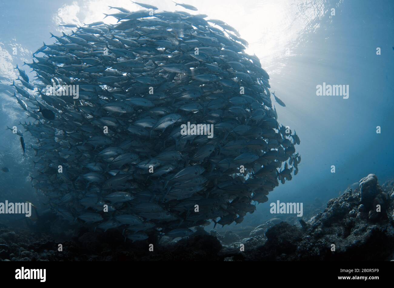 Baitball di scuola bigeye trevallies, Caranx sexfasciatus, Sipadan Island, Malesia Foto Stock