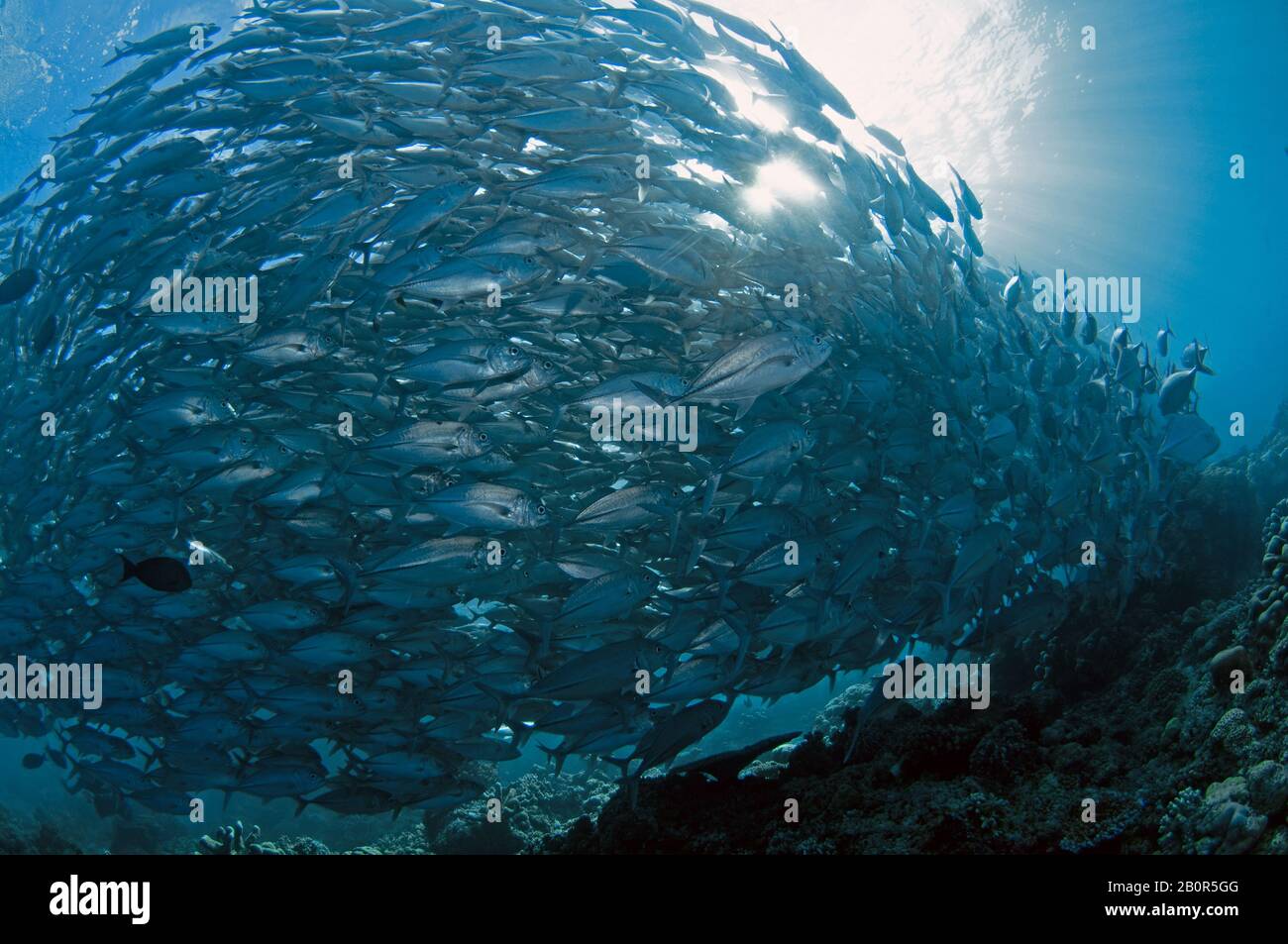 Baitball di scuola bigeye trevallies, Caranx sexfasciatus, Sipadan Island, Malesia Foto Stock
