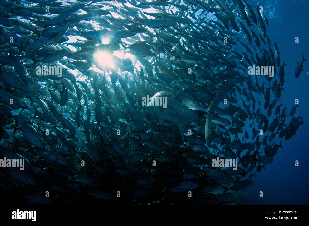 Gigante Trevally, Caranx ignobilis, nuota nel mezzo di una Baitball di scuola bigeye trevallies, Caranx sexfasciatus, Sipadan Island, Malesia Foto Stock