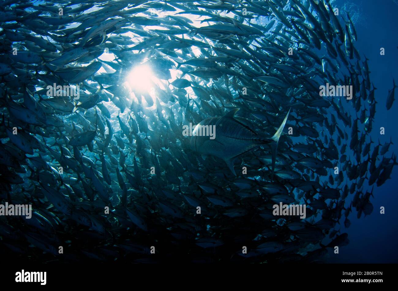Gigante Trevally, Caranx ignobilis, nuota nel mezzo di una Baitball di scuola bigeye trevallies, Caranx sexfasciatus, Sipadan Island, Malesia Foto Stock