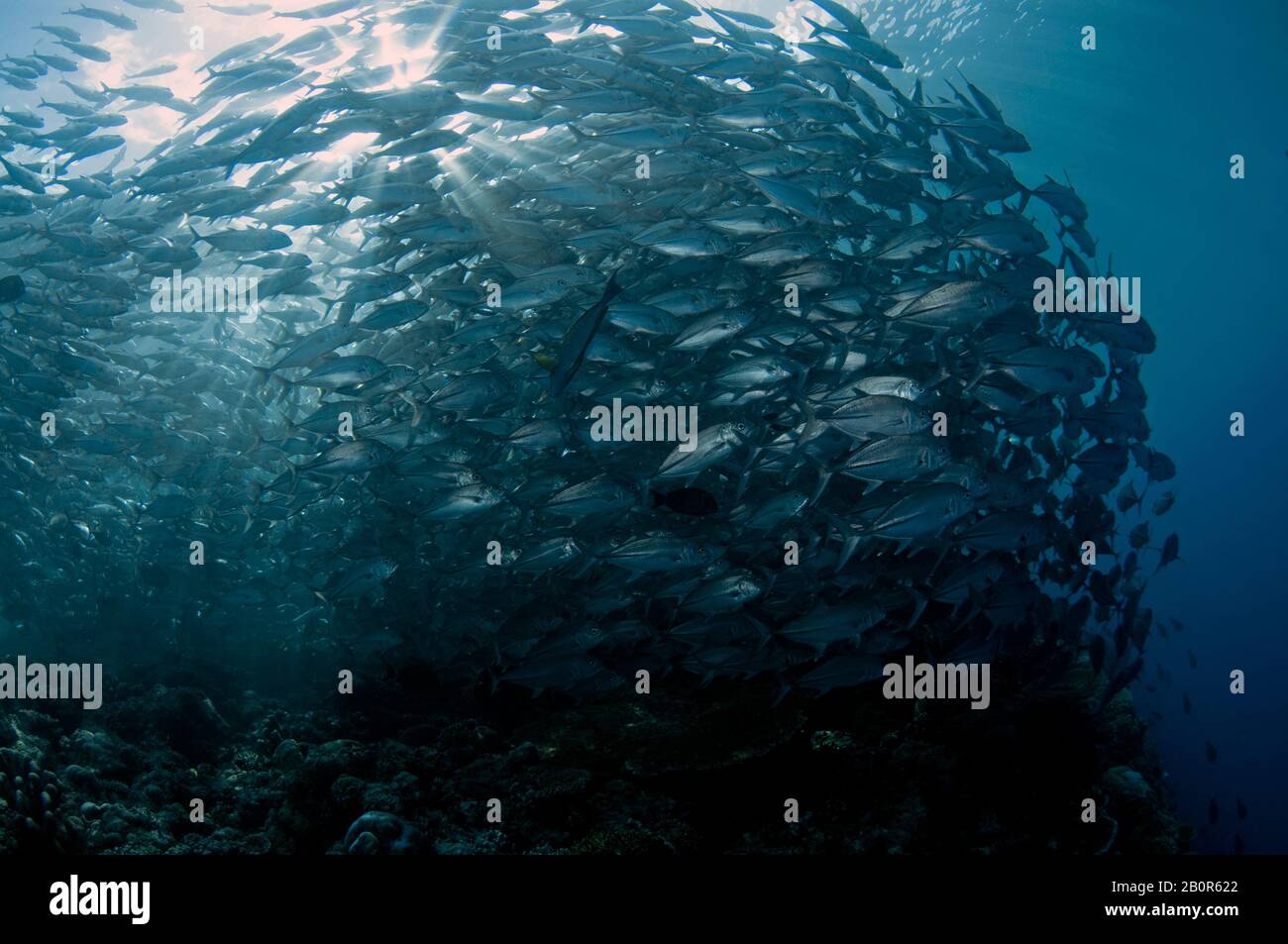 Baitball di scuola bigeye trevallies, Caranx sexfasciatus, Sipadan Island, Malesia Foto Stock