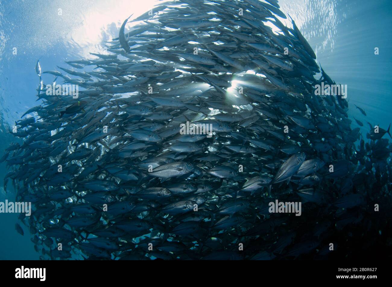 Baitball di scuola bigeye trevallies, Caranx sexfasciatus, Sipadan Island, Malesia Foto Stock