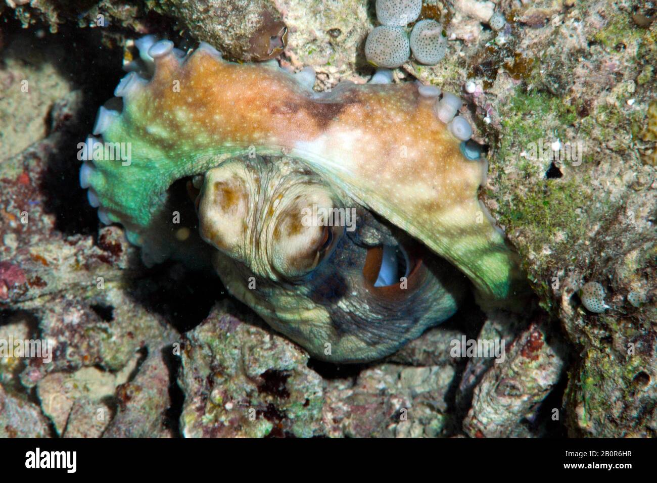 Polpo notturno, Octopus sp., isola Sipadan, Malesia Foto Stock