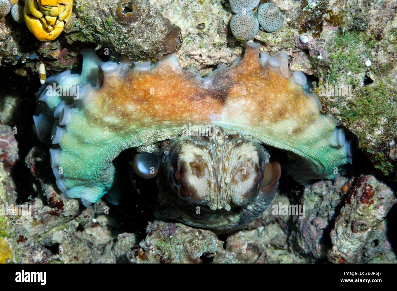 Polpo notturno, Octopus sp., isola Sipadan, Malesia Foto Stock