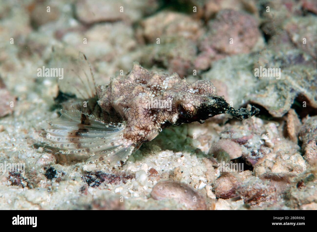 Pesci dragonfish corti o marinai, Eurypegasus draconis, Kapalai, Malesia Foto Stock