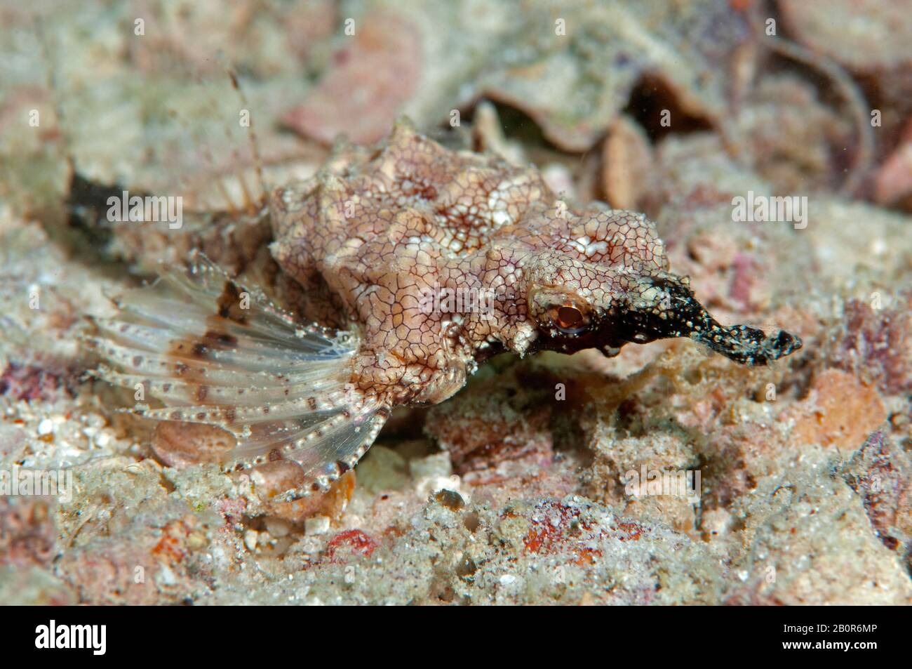 Pesci dragonfish corti o marinai, Eurypegasus draconis, Kapalai, Malesia Foto Stock