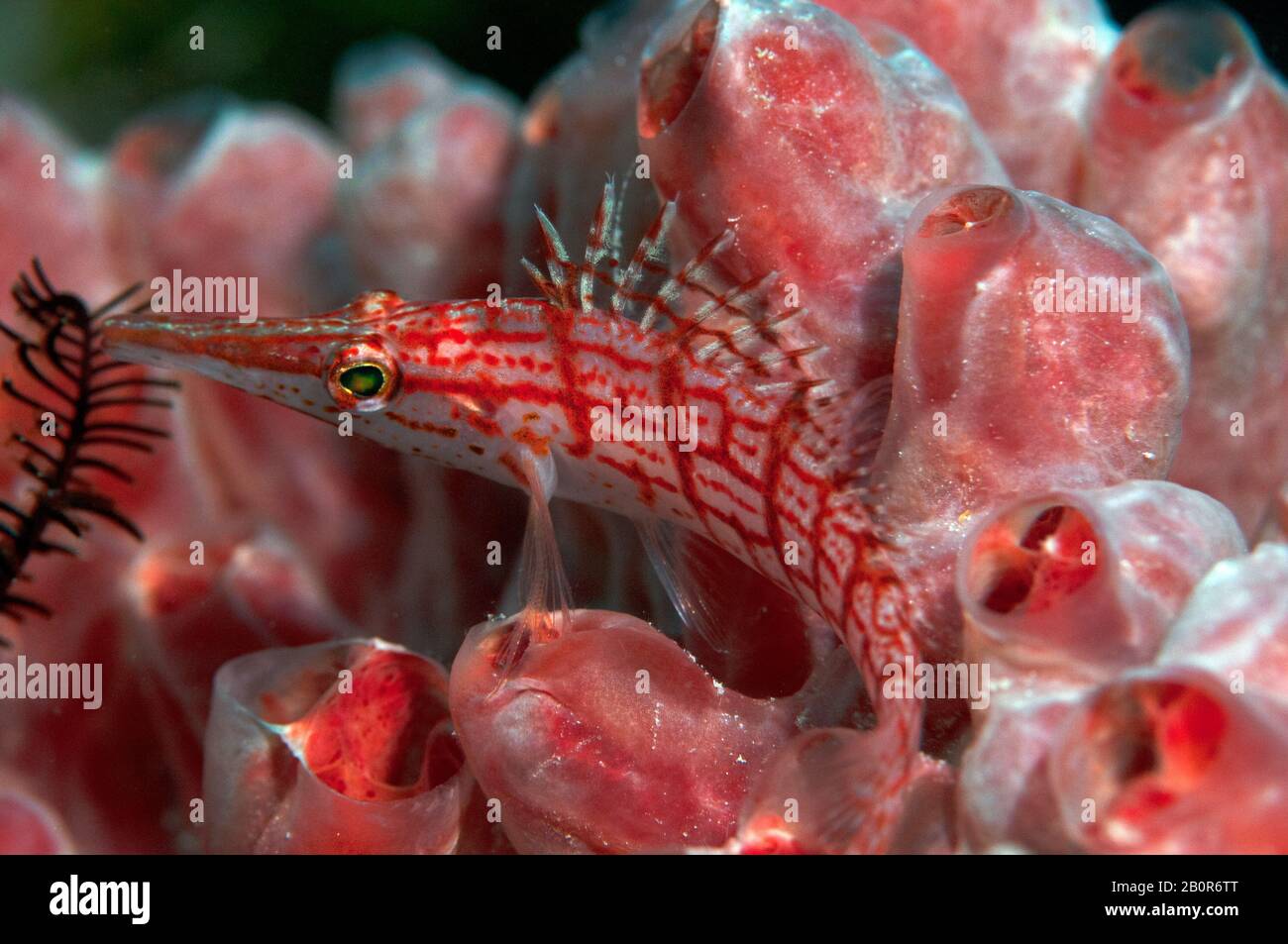 Falchi di Longnose, typus di Oxycirrhites, su una spugna rossa, Kapalai, Malesia Foto Stock