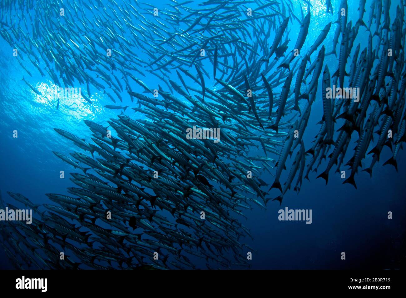 Scuola di blackfin barracuda, Sphyraena qenie, Sipadan Island, Malesia Foto Stock