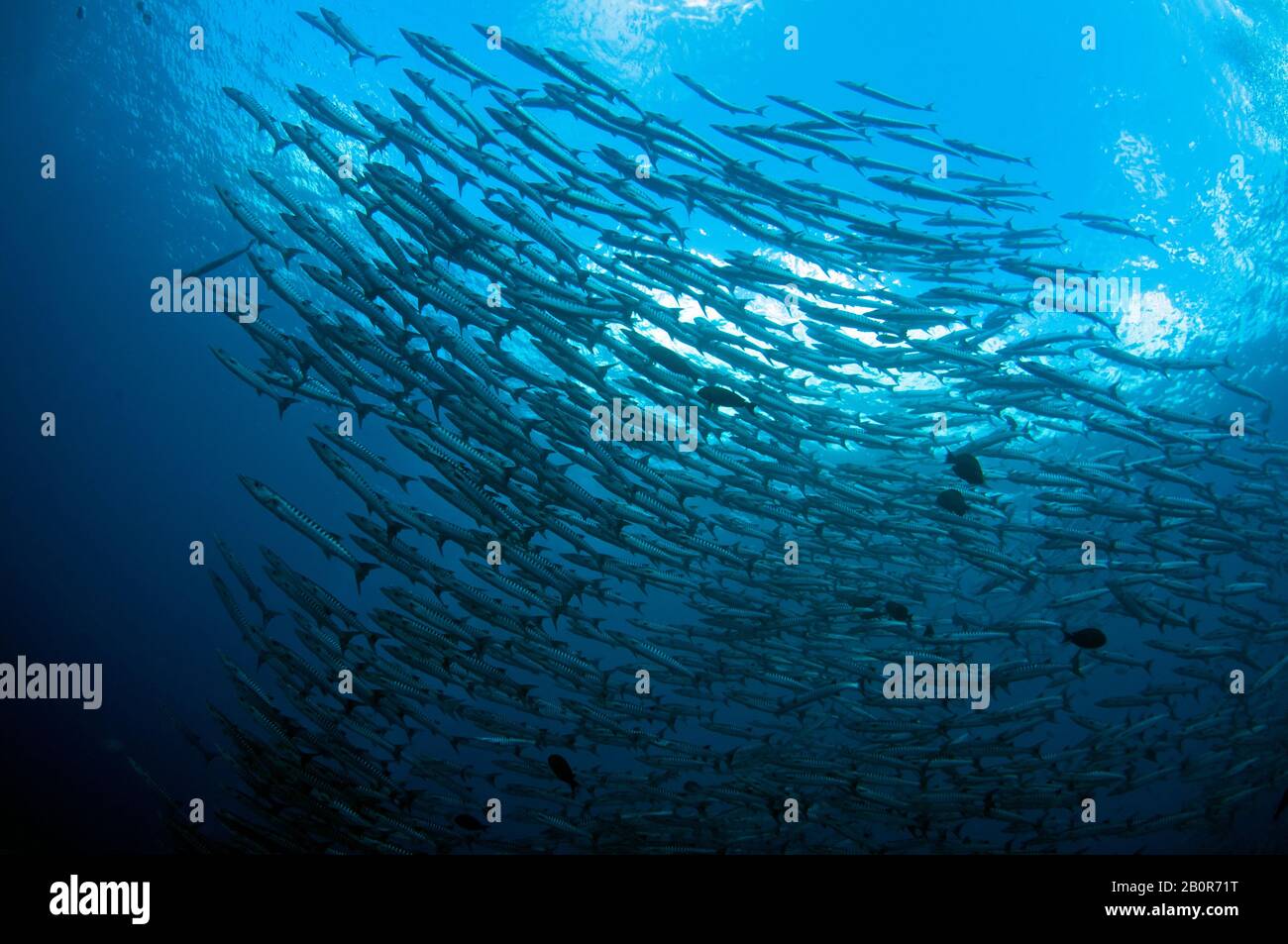 Scuola di blackfin barracuda, Sphyraena qenie, Sipadan Island, Malesia Foto Stock