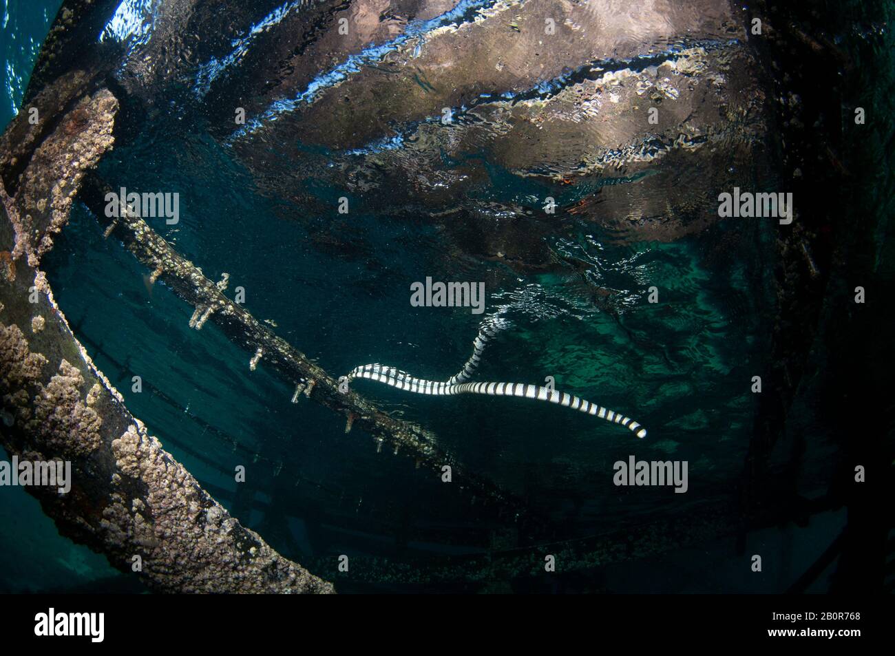 Il krait di mare giallo-strappato, il Lasicauda colubrina, nuota sotto un molo, Kapalai, Malesia Foto Stock