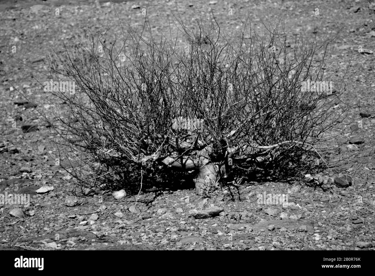 Arbusto essiccato nel deserto del Namib, Sesriem, Namibia Foto Stock