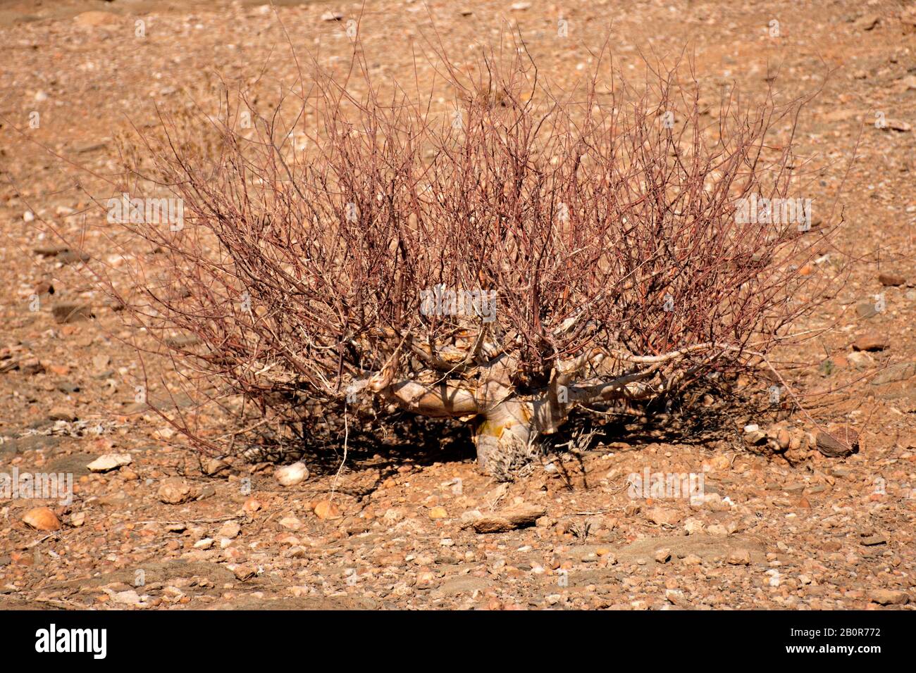 Arbusto essiccato nel deserto del Namib, Sesriem, Namibia Foto Stock