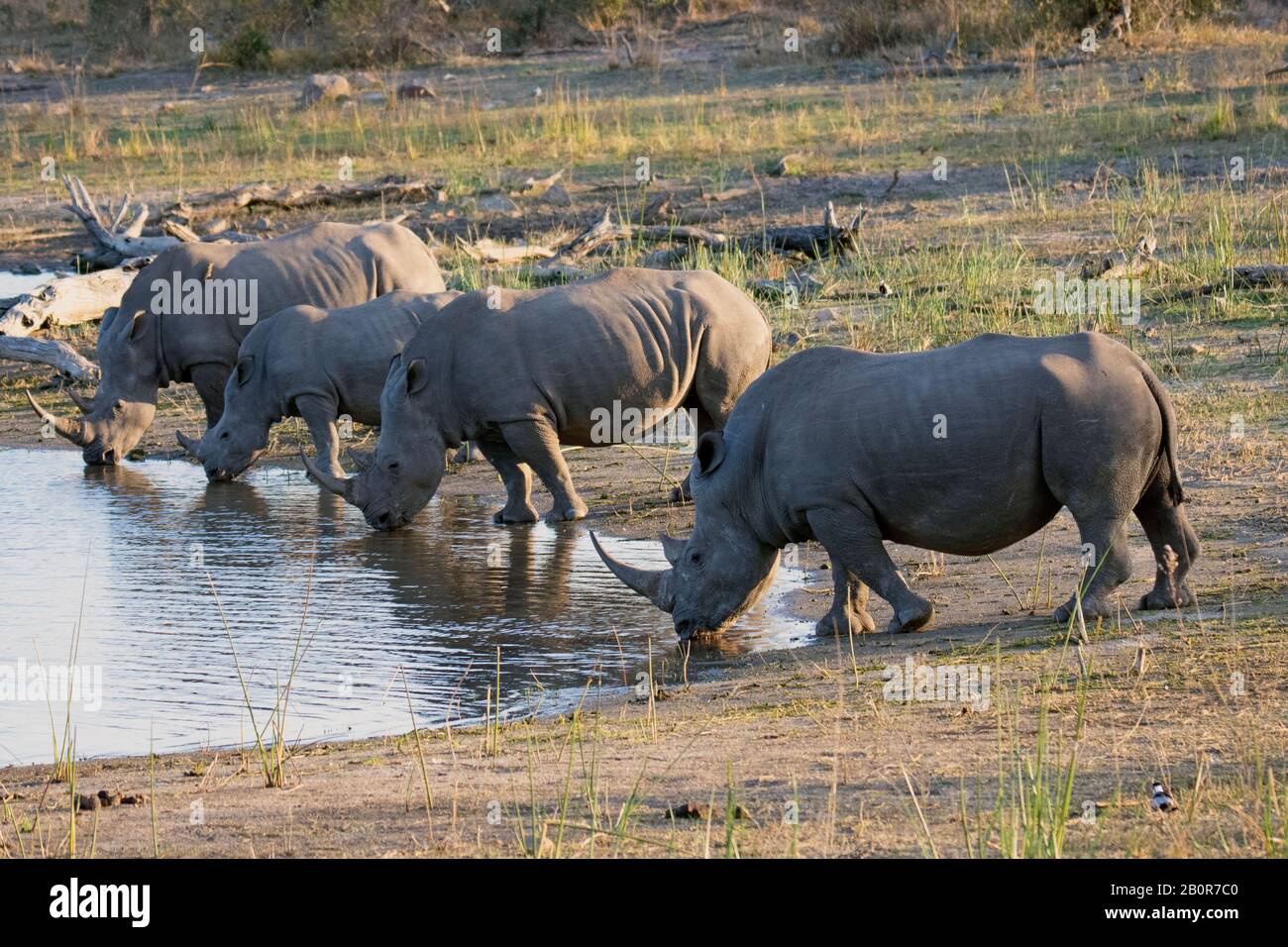 Gruppo di rinoceronti bianchi del sud, il simum di Ceratotherium simum, bere l'acqua da un stagno, il parco nazionale di Kruger, Sudafrica Foto Stock