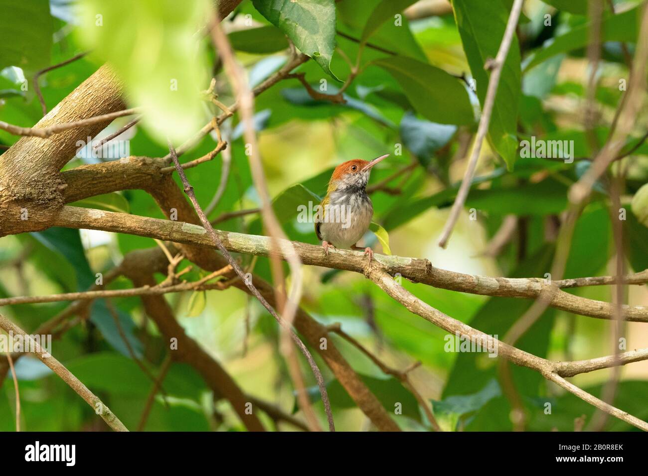 Tailorbird A Collo Scuro, Orthotomus Atrogularis, Garbhanga Forest Reserve, Guwahati, Assam, India Foto Stock