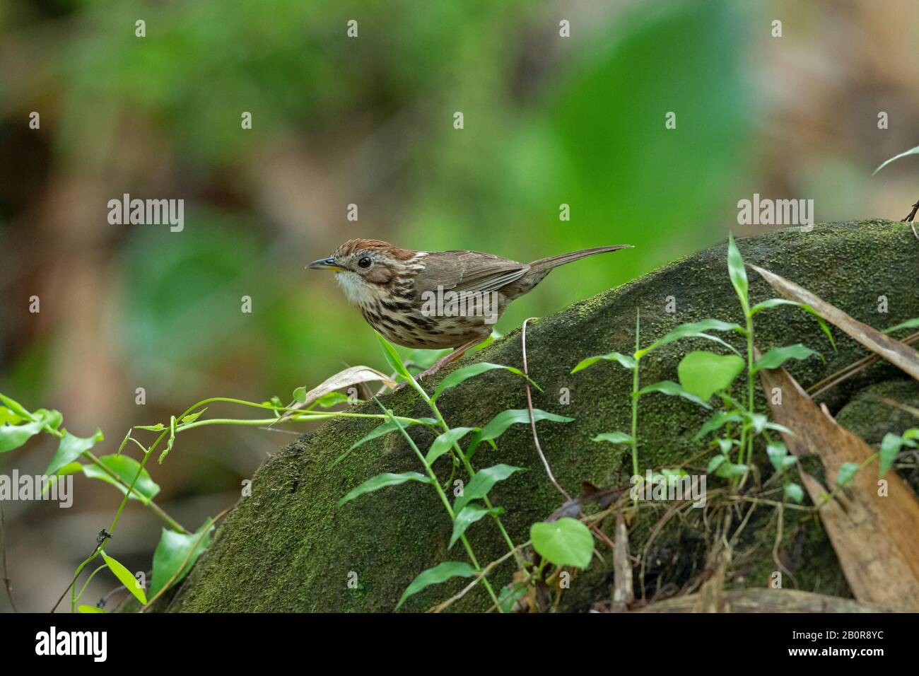 Puff Thrated Babbler, Pellorneum Ruficeps, Garbhanga Forest Reserve, Guwahati, Assam, India Foto Stock
