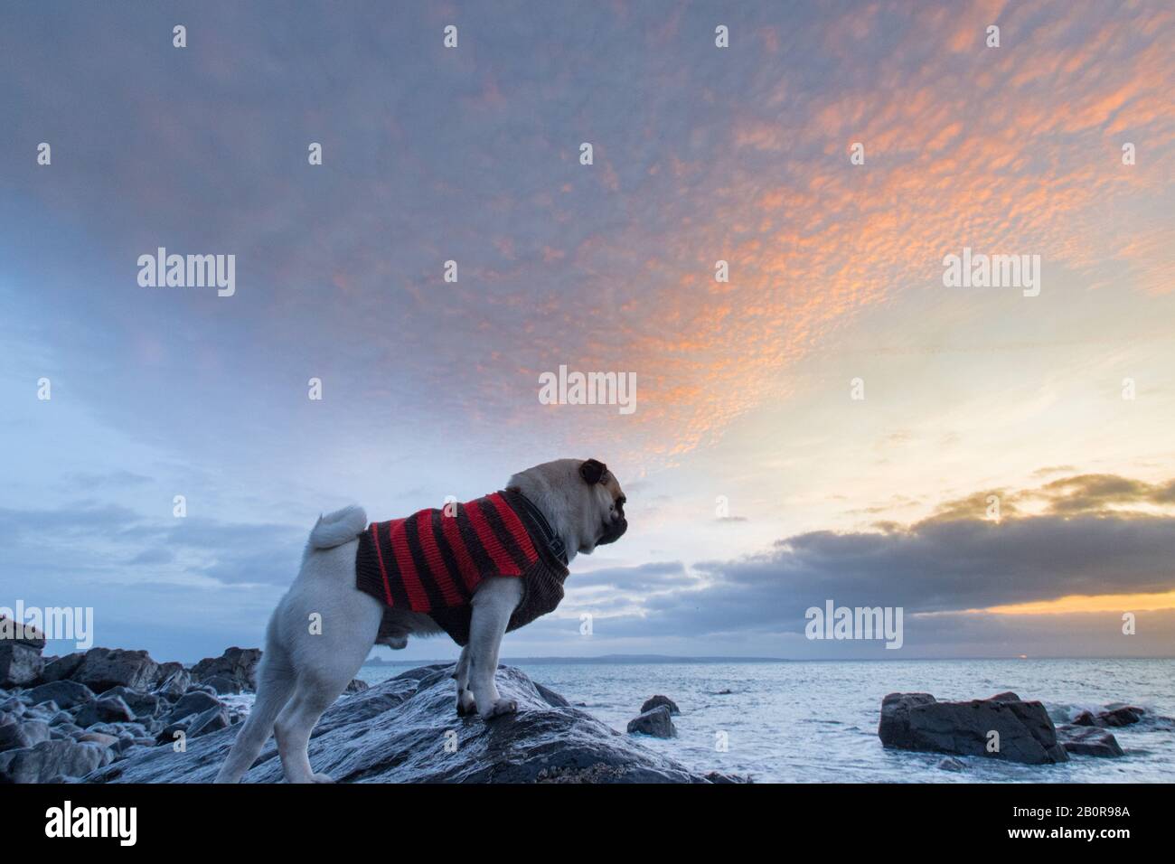 Mousebole, Cornwall, Regno Unito. 21st febbraio 2020. Meteo Regno Unito. Dennis il Pug fuori all'alba, in tempo secco. Credit Simon Maycock / Alamylive News. Foto Stock