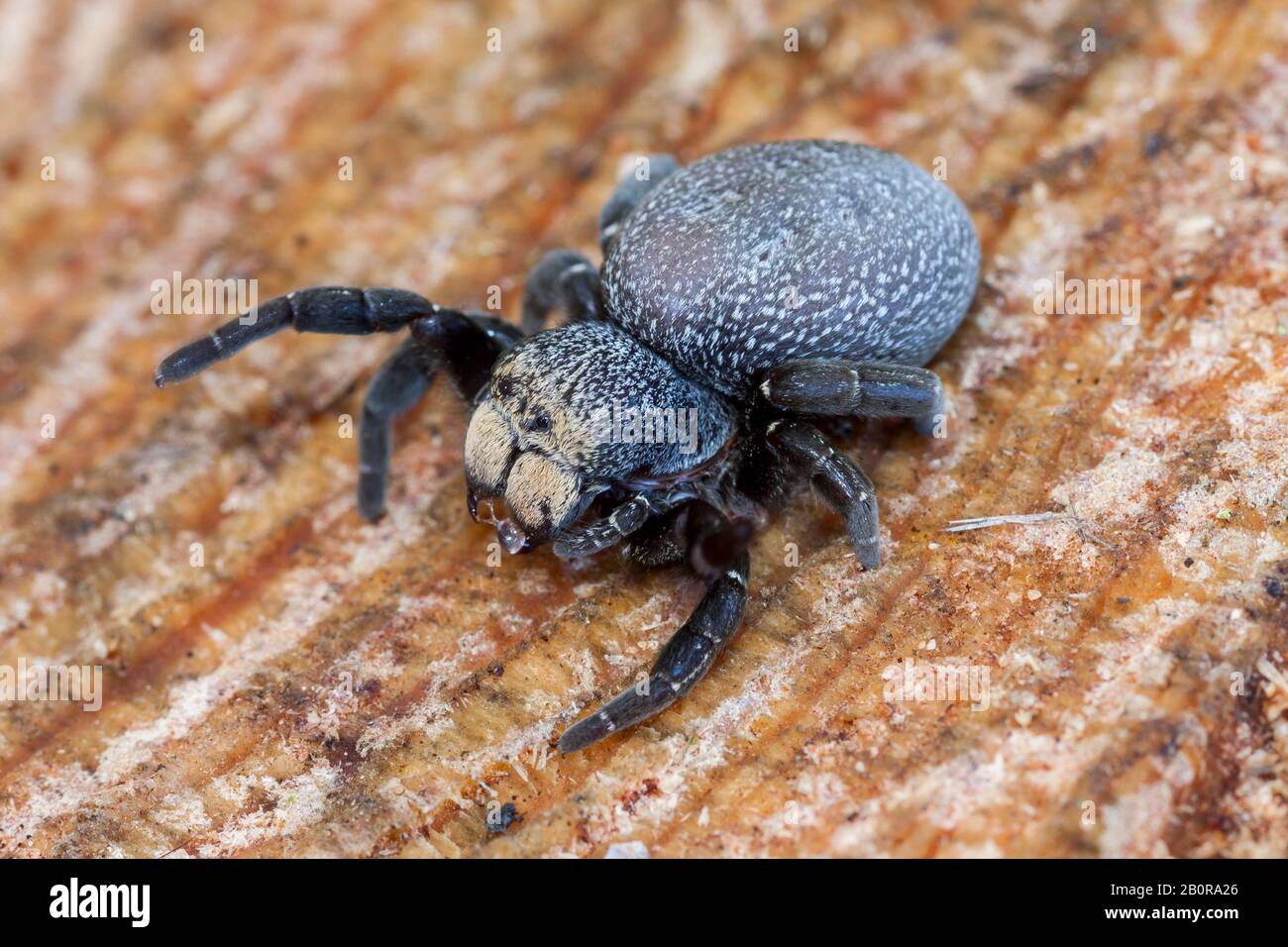 Ragno di salto femmina macchiato, Eresus cinnaberinus, su un tronco di pino. Spagna Foto Stock