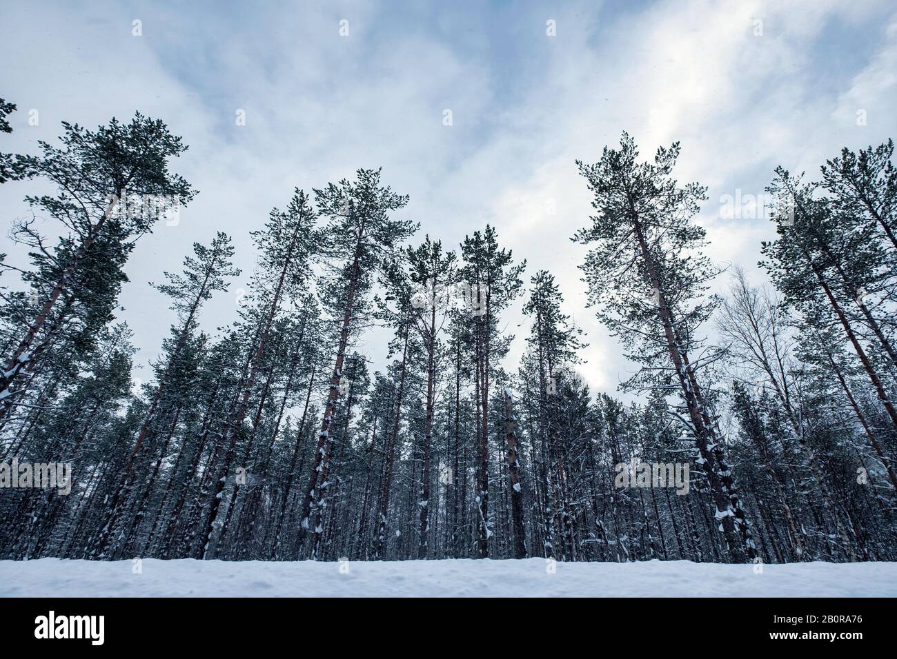 Alberi alti con neve coperta in cupa in inverno Foto Stock