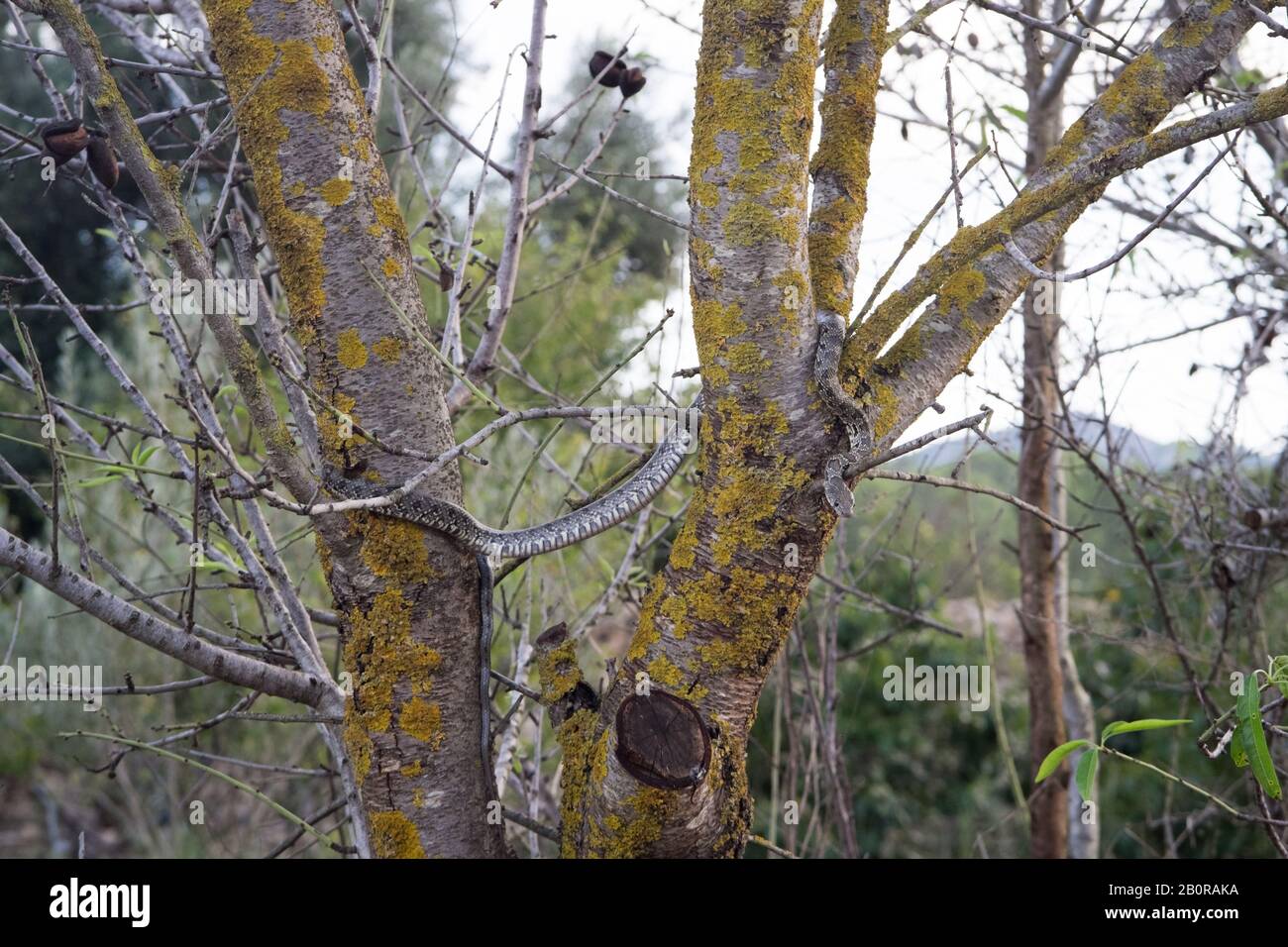 Un primo piano di un serpente a frusta di ferro di cavallo sui rami di un albero di mandorla Foto Stock